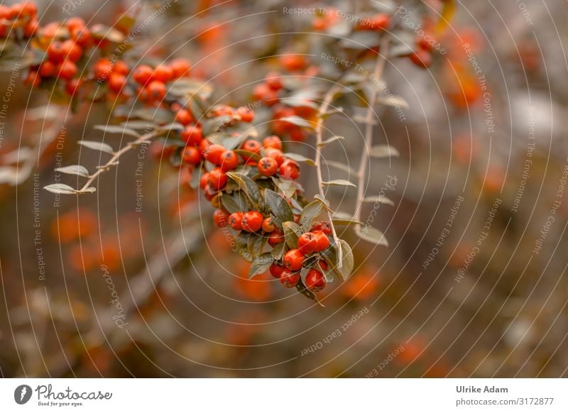 Rote Beeren der Zwergmispeln (Cotoneaster). Bei Vögeln sehr beliebt als Nahrungsquelle im Herbst. Vogelfutter Natürlich Viele Außenaufnahme Pflanze Sträucher