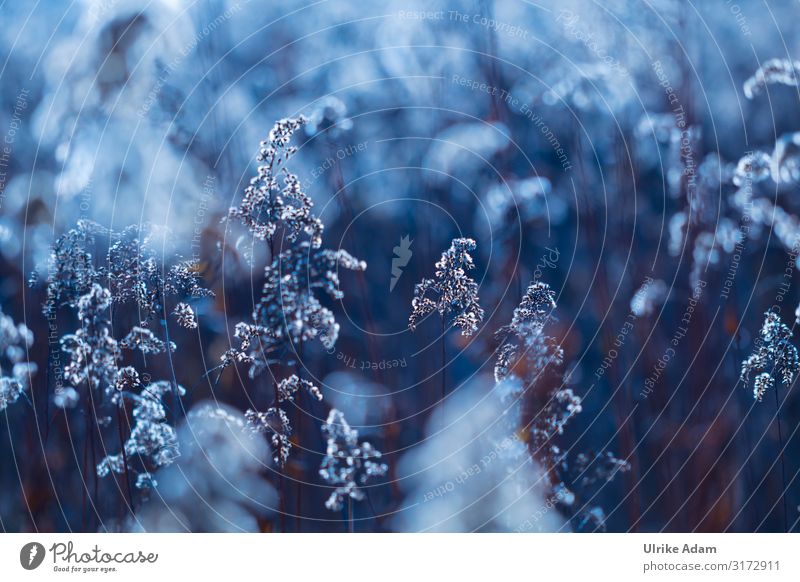 Feld mit verblühter Kanadischer Goldrute (Solidago canadensis) Kanadische Goldrute Herbst November blau Samen Neophyt Invasiv Zierpflanze Bienenfreund verblühen