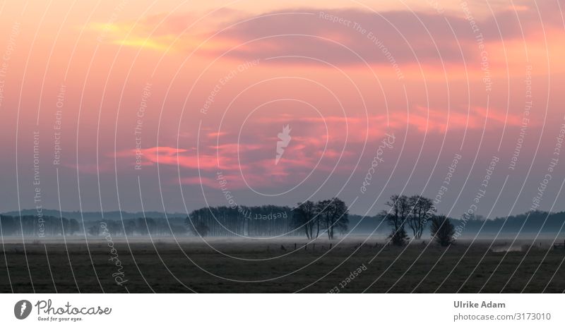 Sonnenaufgang mit Nebel im Teufelsmoor / Osterholz-Scharmbeck Bodennebel Landschaft Menschenleer Umwelt Außenaufnahme Natur Baum Himmel Licht Feld