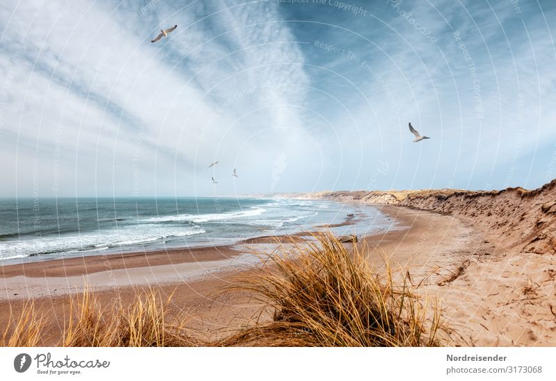 Nordsee in Dänemark Ferien & Urlaub & Reisen Freiheit Camping Sommer Sommerurlaub Strand Meer Natur Landschaft Urelemente Sand Wasser Himmel Wolken