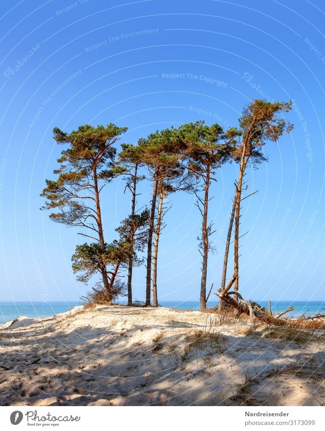 Weststrand Ferien & Urlaub & Reisen Tourismus Sommer Sommerurlaub Sonne Strand Meer Natur Landschaft Sand Wasser Wolkenloser Himmel Schönes Wetter Baum Ostsee