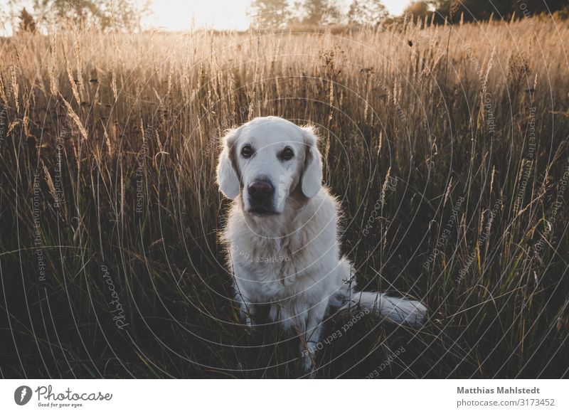 Golden Retriever im Feld Umwelt Natur Landschaft Sonne Herbst Tier Haustier Hund 1 Blick sitzen natürlich niedlich braun loyal Tierliebe Freundschaft Vertrauen