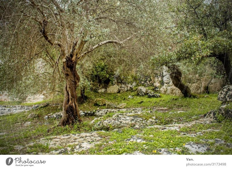 Ich glaub ich steh im Wald Natur Landschaft Sommer Pflanze Baum Gras Sträucher Moos Olivenbaum Felsen schön grau grün Idylle mystisch alt vergangen Farbfoto