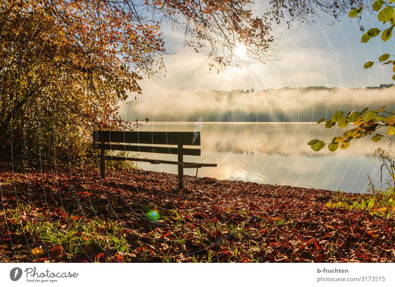 Parkbank am Seeufer Wohlgefühl Erholung ruhig Ferien & Urlaub & Reisen wandern Umwelt Natur Sonnenlicht Herbst Schönes Wetter Nebel genießen träumen warten