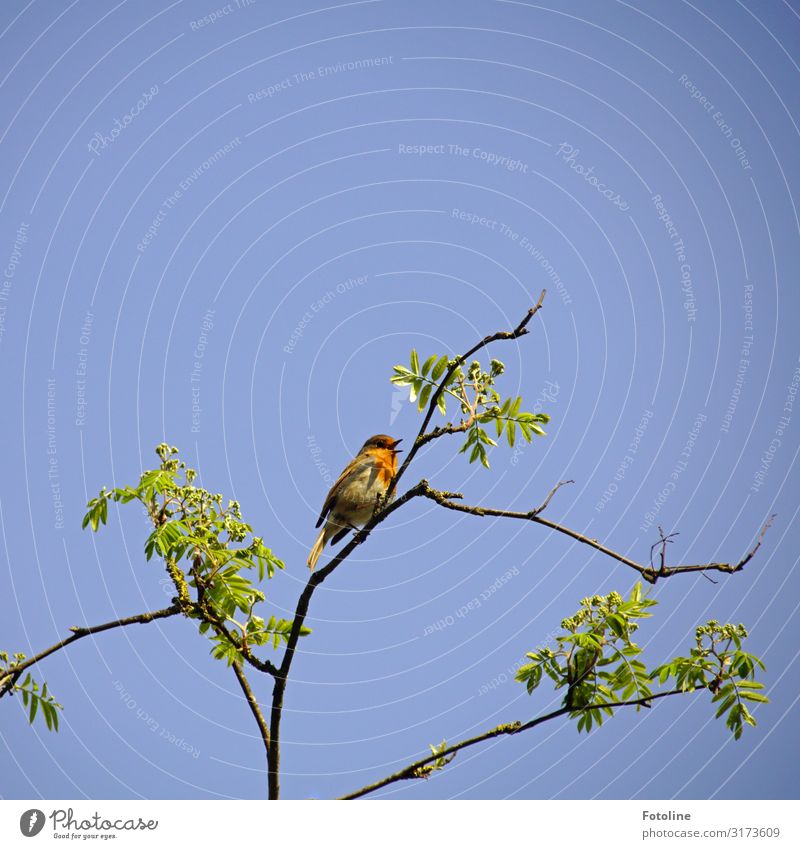 Kleiner Sänger Umwelt Natur Pflanze Tier Himmel Wolkenloser Himmel Frühling Schönes Wetter Baum Park Wildtier Vogel 1 frei hell klein natürlich blau braun grün