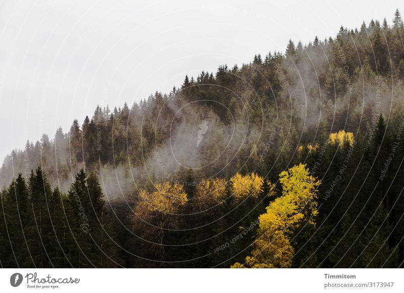 Schwarzwald mit Farbtupfern Fichten Laubbäume Wald Hügel Nebelschwaden Himmel Natur Menschenleer Landschaft Umwelt Stimmung Herbst