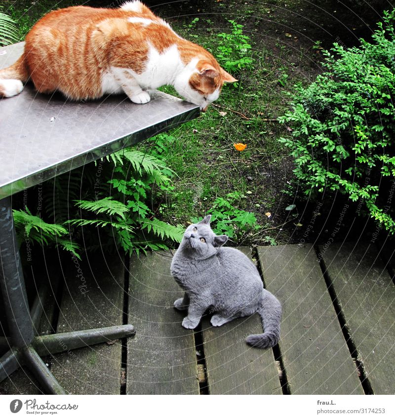 Kontakt Pflanze Tier Garten Haustier Katze 2 Tierpaar Tierjunges sprechen Blick sitzen Freundlichkeit schön Freude Sympathie Hauskatze Revier Farbfoto Tag