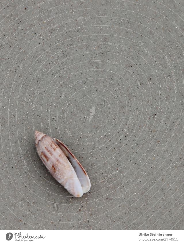 Muschel am Strand von Florida Umwelt Natur Tier Sand Frühling Küste Meer Atlantik Amerika Wildtier 1 liegen ästhetisch exotisch glänzend schön maritim natürlich
