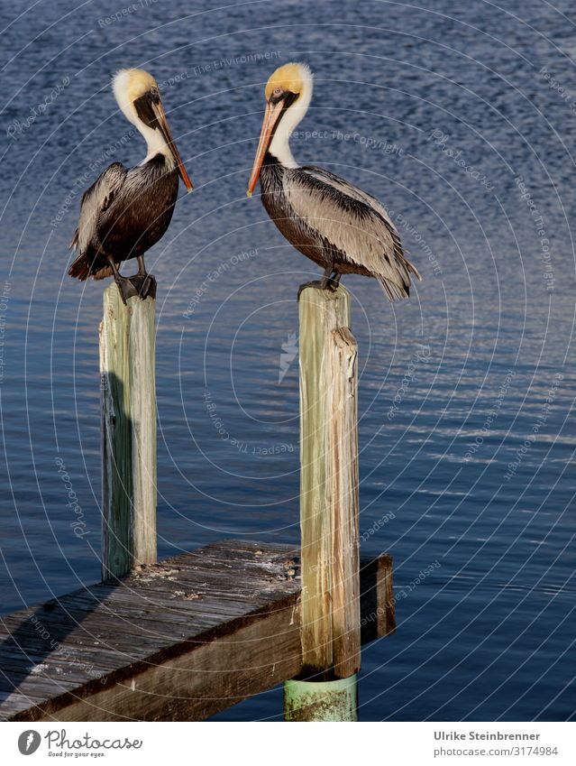Zwei Pelikane sitzen auf Holzdalben Paar Vogel Pier Holzpier Holzsteg Pelecanus Wasser Wasservögel Meer Küste beobachten aufmerksam zusammen gemeinsam Fischer