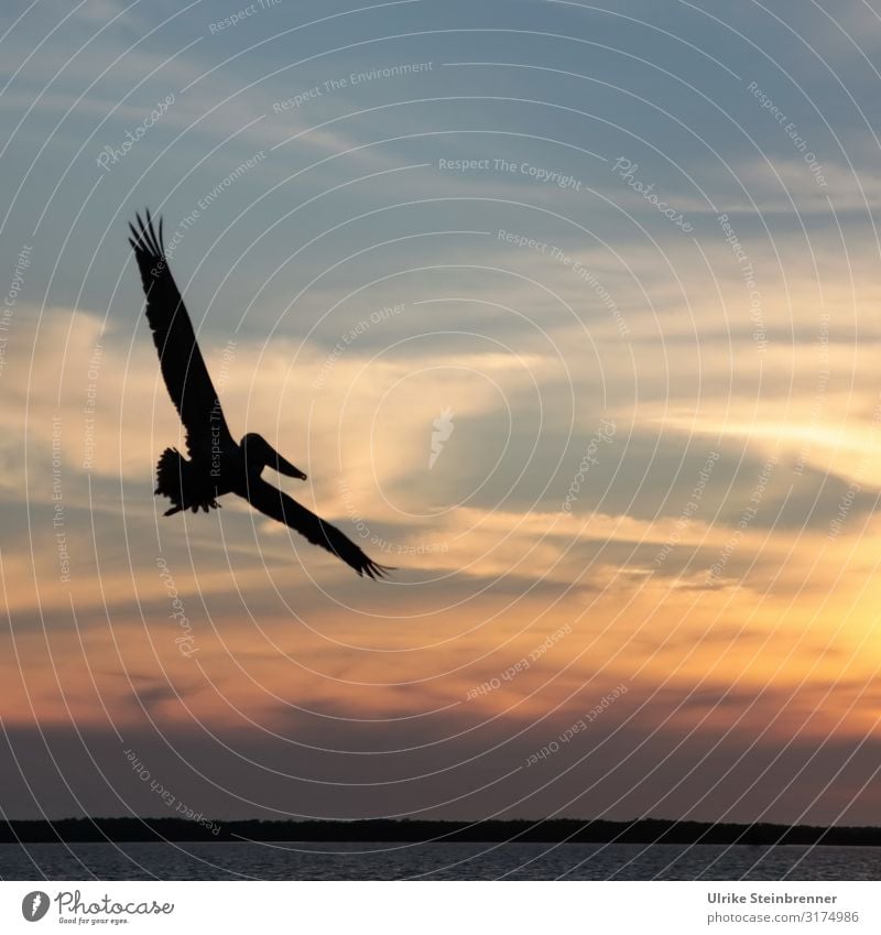 Pelikan fliegt als Silhouette vor Abendhimmel Vogel Flügel Wildtier Farbfoto Key West USA Florida Keys Meer Küste Wasservögel Sonnenuntergang Schattenriss