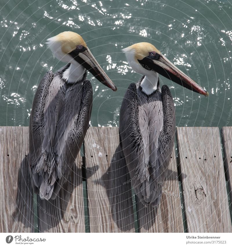 Zwei Pelikane sitzen auf Holzpier Paar Vogel Pier Holzsteg Pelecanus Wasser Wasservögel Meer Küste Blick beobachten aufmerksam zusammen gemeinsam Fischer