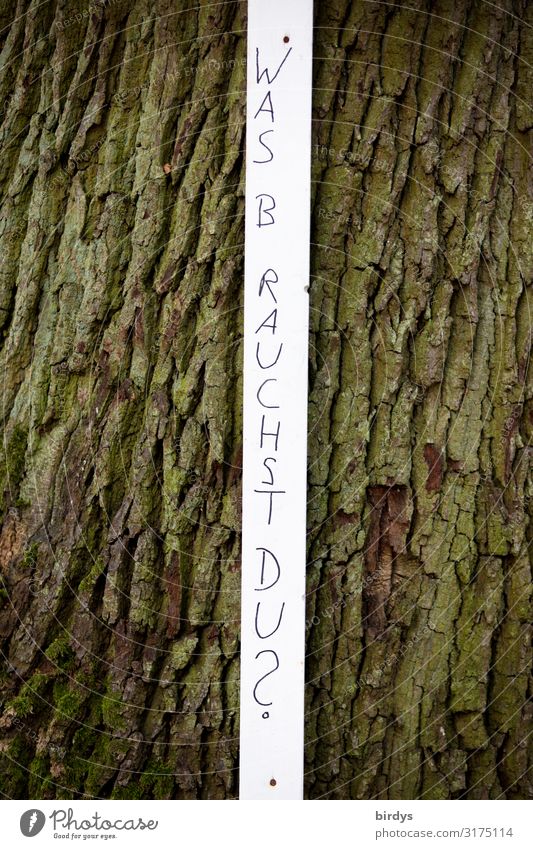 Was brauchst du ? Baum Baumrinde Schriftzeichen Schilder & Markierungen Streifen einfach Neugier dünn braun schwarz weiß Begierde Opferbereitschaft