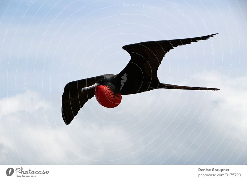 Flying male frigate bird in the Galapagos Islands Umwelt Natur Landschaft Klima Schönes Wetter Park Tier Vogel 1 fliegen Ferien & Urlaub & Reisen
