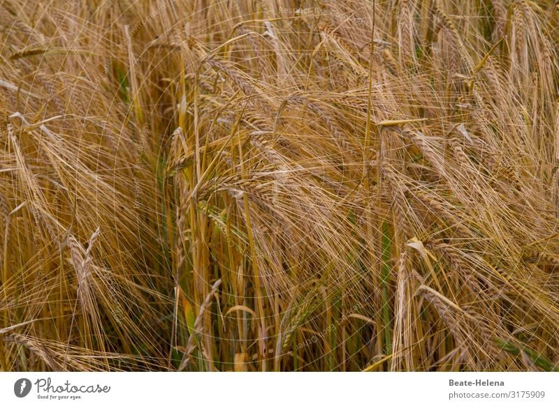 Erntezeit 10 Kornfeld Getreide Getreidefeld Landwirtschaft Ähren Ackerbau Weizen Nutzpflanze reif