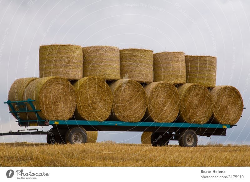 Erntezeit 8 abgeerntet Wagenladung Getreideballen Landwirtschaft Ackerbau Ernährung Nutzpflanze Lebensmittel Außenaufnahme