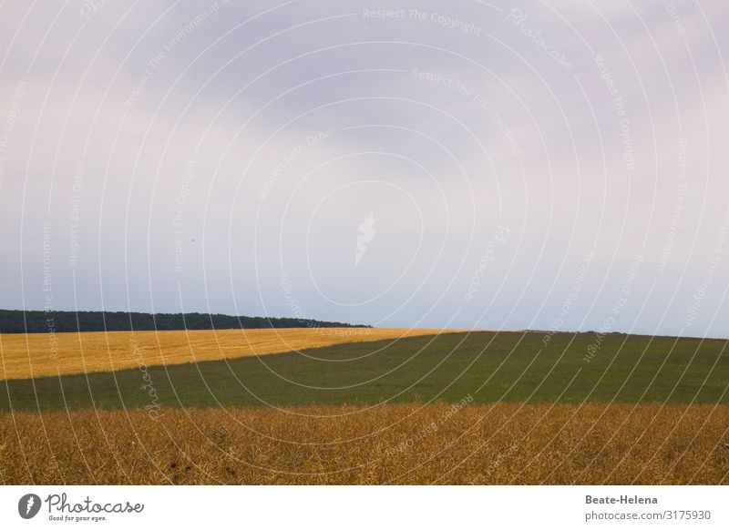 Naturkunst Landschaft Felder Landwirtschaft Ackerbau Nutzpflanze Himmel Sommer Getreide Ernährung Getreidefeld Außenaufnahme Wolken Wachstum Menschenleer