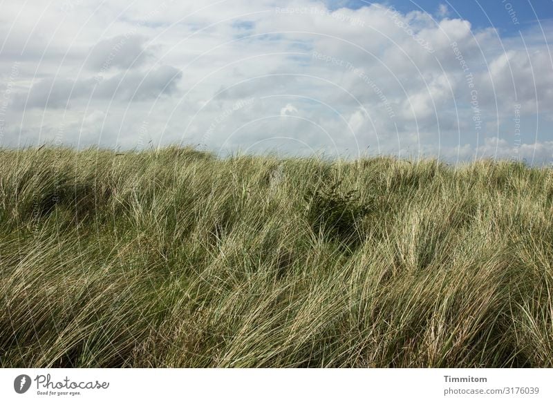 Dünengras, Wind und Wolken grün weiß Himmel blau schönes Wetter Dänemark Natur Landschaft Nordsee Ferien & Urlaub & Reisen Menschenleer