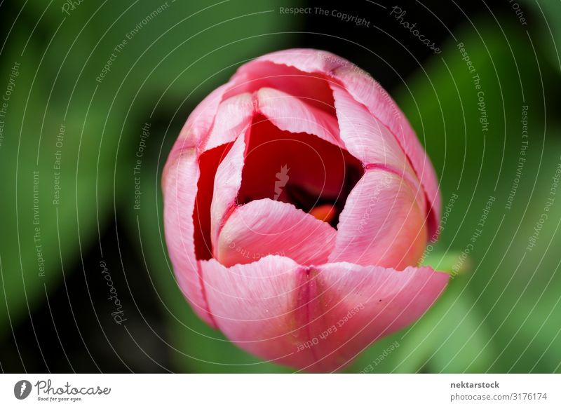 Rosa Tulpenblütenkopf teilweise offen schön Pflanze Blume Blüte Blühend Wachstum frisch rosa Hoffnung Frieden Blütenknospen Blütenblatt Frühling eine Botanik