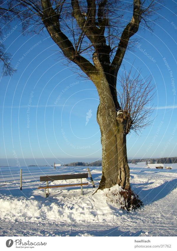 Winterimpression Baum eigenwillig Birke Zaun Haus Allgäu Berge u. Gebirge Bank Schnee Knoten alt Hütte Sonne Himmel