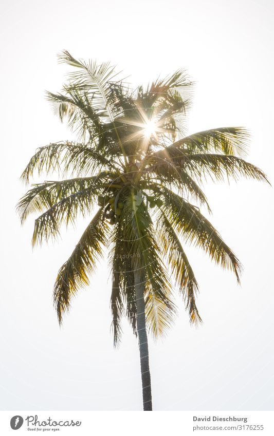 Palme Ferien & Urlaub & Reisen Sommerurlaub Sonnenbad Natur Wolkenloser Himmel Frühling Schönes Wetter Pflanze Idylle Brasilien Palmenwedel Palmenstrand
