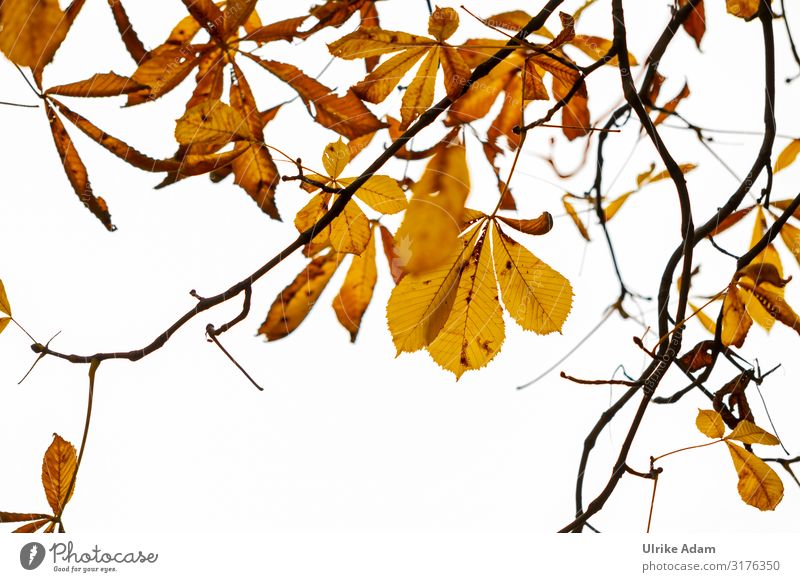 Herbstliches Planten un Blomen Natur Pflanze Baum Blatt Kastanienblatt Herbstlaub Park Hamburg Planten un Blomen - Park Sehenswürdigkeit Garten leuchten