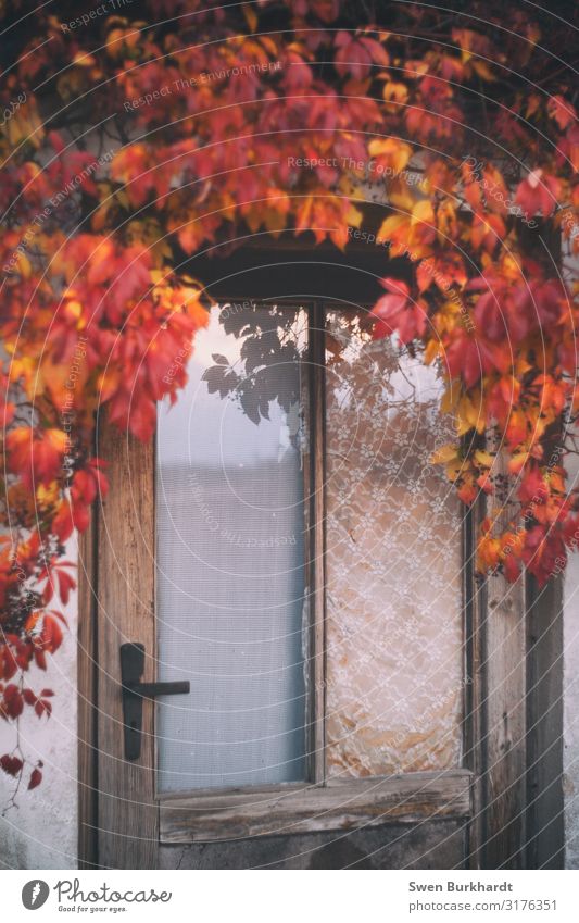 Zugang gestattet Häusliches Leben Haus Garten Umwelt Natur Herbst Klima Klimawandel Schönes Wetter Pflanze Baum Blatt Bauwerk Gebäude Architektur Mauer Wand