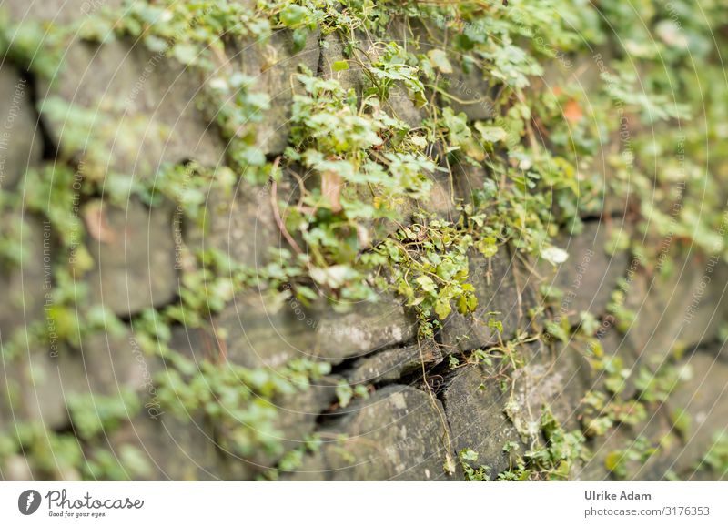 Grünzeug auf Mauer Design Natur Pflanze Frühling Sommer Herbst Sträucher Blatt Bodendecker Garten Park Wand Mauerpflanze Stein hängen natürlich grün Wachstum