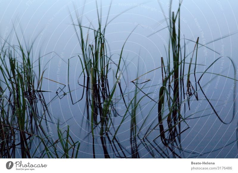 Nah am Wasser 5 Wasserpflanze Schilfgras Natur Seeufer Menschenleer Reflexion & Spiegelung