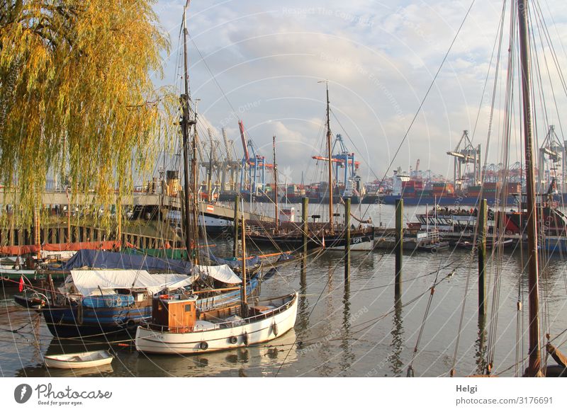 alte Schiffe im Museumshafen Övelgönne in Hamburg, im Hintergrund Kräne des Containerterminals bei Sonnenschein Umwelt Herbst Schönes Wetter Baum Weide Fluss