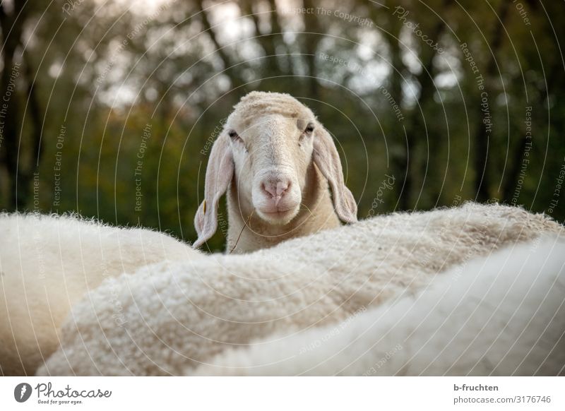 Hallo du Natur Herbst Sträucher Wiese Tier Nutztier Tiergesicht Tiergruppe Herde beobachten Blick Neugier Schaf Schafherde Schafswolle Landwirtschaft Weide