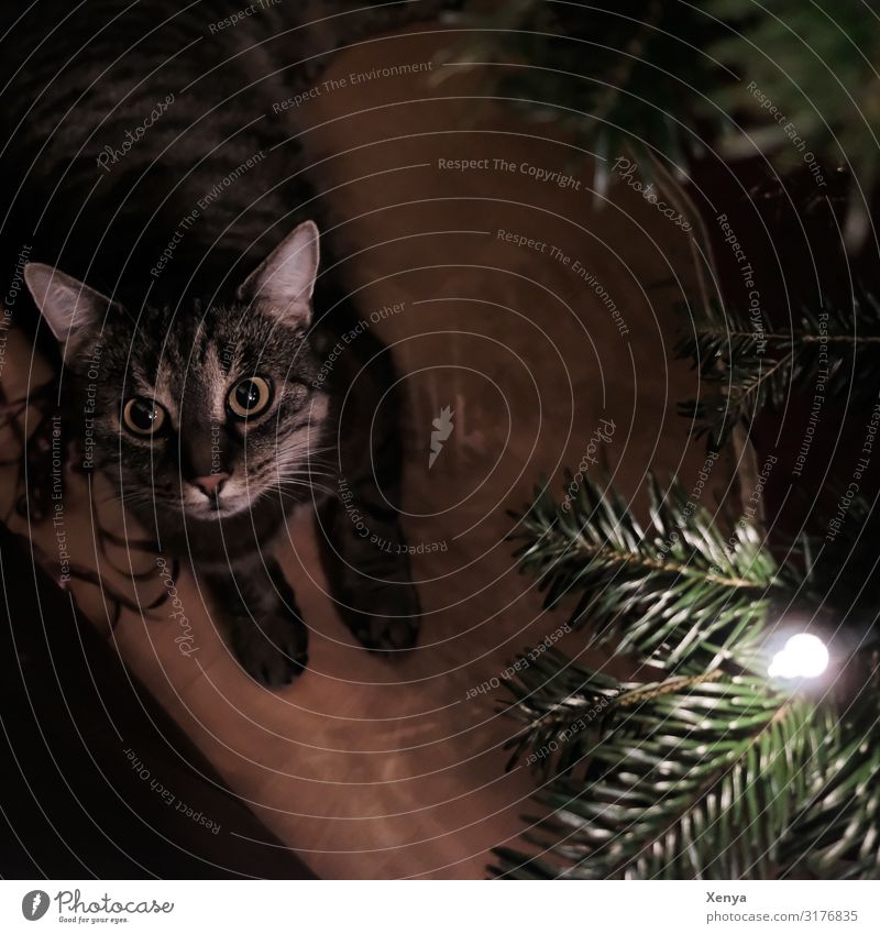 Katze unterm Weihnachtsbaum Tier Haustier Tiergesicht Pfote 1 beobachten braun grün Geborgenheit Weihnachten & Advent Gedeckte Farben Innenaufnahme