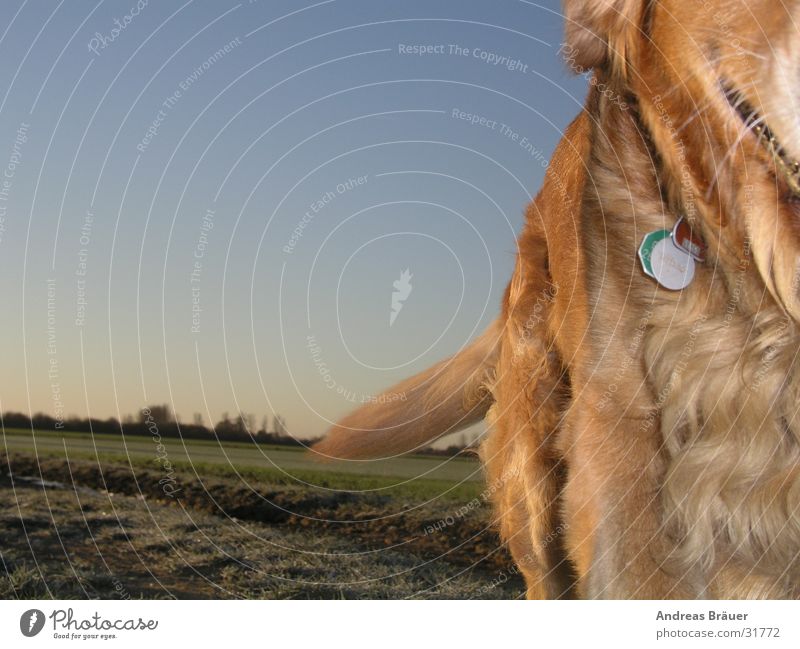 der Ausreißer Hund Golden Retriever Feld Fell Schwanz Hundemarke Bewegung Blauer Himmel Spaziergang Gassi gehen