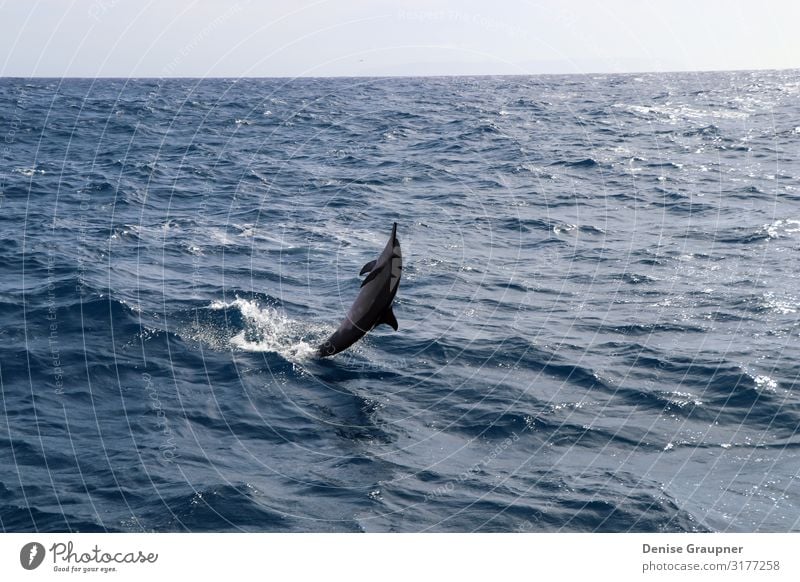 Spinner dolphin in Hawaii jumps out of the sea Sommer Umwelt Natur Landschaft Wasser Klima Schönes Wetter Wildtier 1 Tier Ferien & Urlaub & Reisen springen