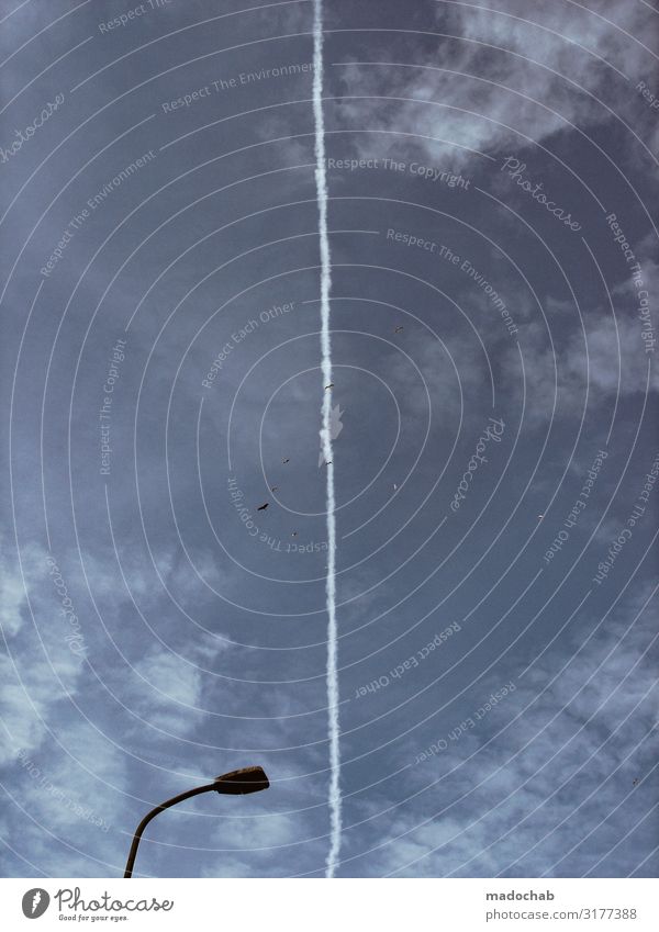 Wettlauf Stil Himmel Luftverkehr Flugzeug Kondensstreifen Tier Vogel Schwarm fliegen authentisch blau bizarr Rakete vertikal Streifen Linie Straßenbeleuchtung