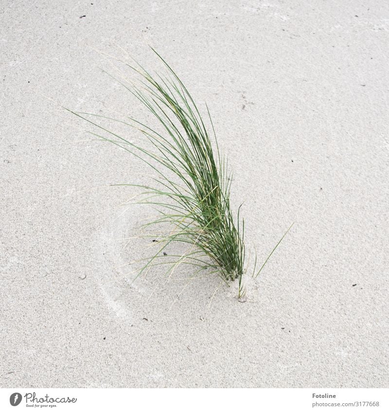lange Wimpern Umwelt Natur Pflanze Urelemente Erde Sand Schönes Wetter Gras Küste Strand Nordsee Insel hell nah maritim natürlich grün weiß Helgoland Dünengras