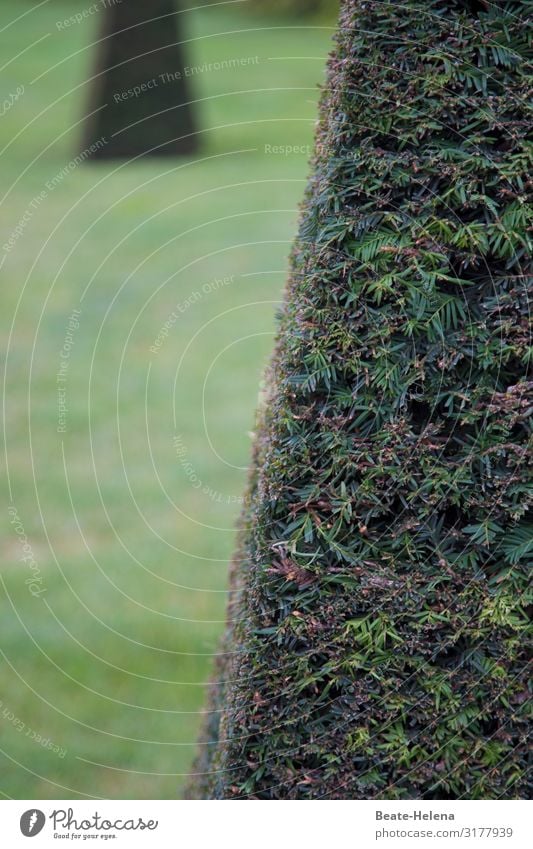 Es grünt so grün 5 Natur Wachstum Botanik Rasen Hecke Baum Park Pflanze Garten Außenaufnahme natürlich