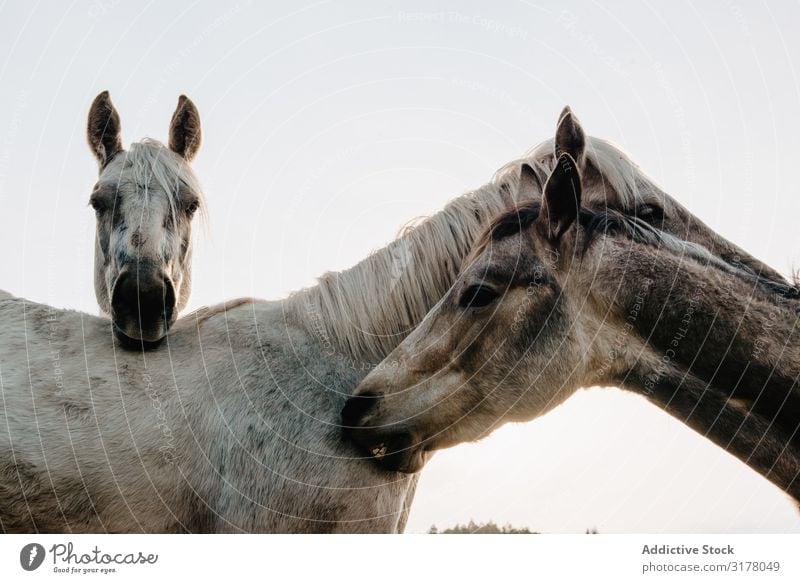 Lustige Pferde auf der Wiese weidend lustig Feld Baum Hügel Wolken Himmel Berge u. Gebirge schön Säugetier Tier pferdeähnlich Mähne Stute züchten Ponys heimisch
