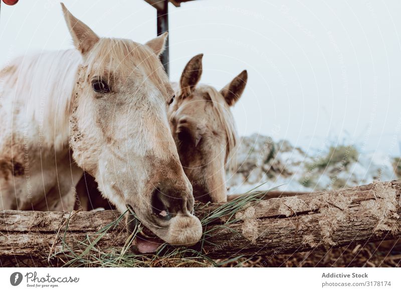 Pferde, die auf der Wiese weiden. weidend Winter Feld Herde Gras Berge u. Gebirge schön Tier Natur regenarm Bauernhof Säugetier pferdeähnlich Reiterin Hengst