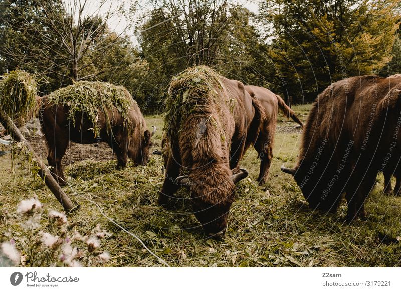 Buffalo Umwelt Natur Landschaft Baum Wiese Heu Futter Büffel Bison Tiergruppe Herde Fressen füttern Zusammensein natürlich braun grün Glück Zufriedenheit