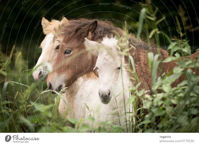 Kuscheln Natur Landschaft Gras Sträucher Weide Tier Nutztier Pferd Island Ponys Fohlen 3 Tiergruppe Tierjunges berühren genießen Freundlichkeit Zusammensein