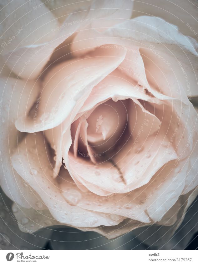 Ros entsprungen elegant Pflanze Wassertropfen Sommer Regen Rose Blüte nah nass rosa beige zart Blütenblatt Farbfoto Gedeckte Farben Außenaufnahme Detailaufnahme