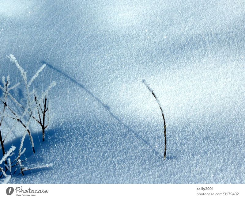Einzelkämpfer... Natur Pflanze Winter Eis Frost Schnee frieren kämpfen stehen dehydrieren warten kalt Einsamkeit rein ruhig stagnierend Überleben einzeln
