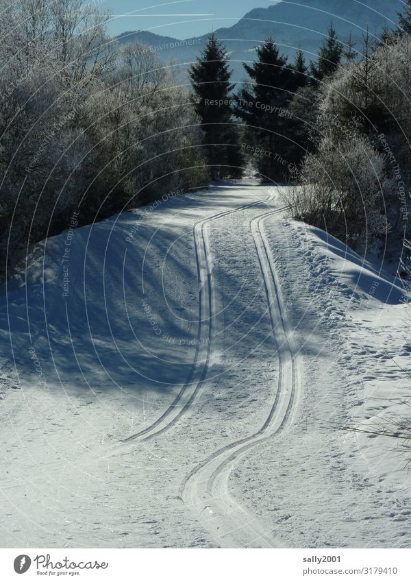 Langlaufvergnügen... Sport Skilanglauf Skifahren Loipe Landschaft Winter Schönes Wetter Eis Frost Schnee Wald Alpen Berge u. Gebirge frei weiß Zufriedenheit