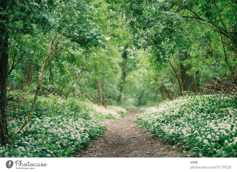 Pfad durchs grüne im Frühling Weg Waldweg Bäume Spaziergang Erholung Menschenleer Einsamkeit Wege & Pfade Fußweg Natur Außenaufnahme ruhig Wien Donauinsel Tag