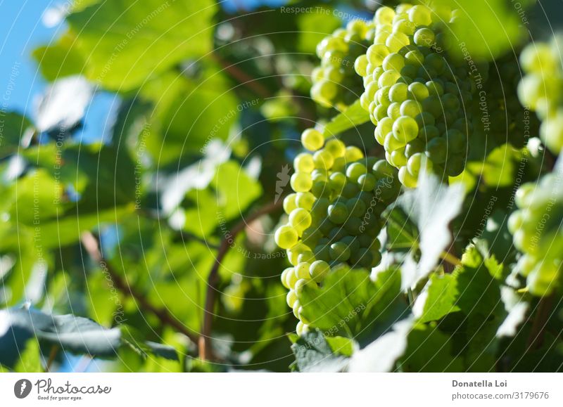 Trauben hautnah im Weinberg Lebensmittel Frucht Ernährung Bioprodukte Italienische Küche Natur Sommer Herbst Pflanze Blatt Nutzpflanze Diät füttern grün