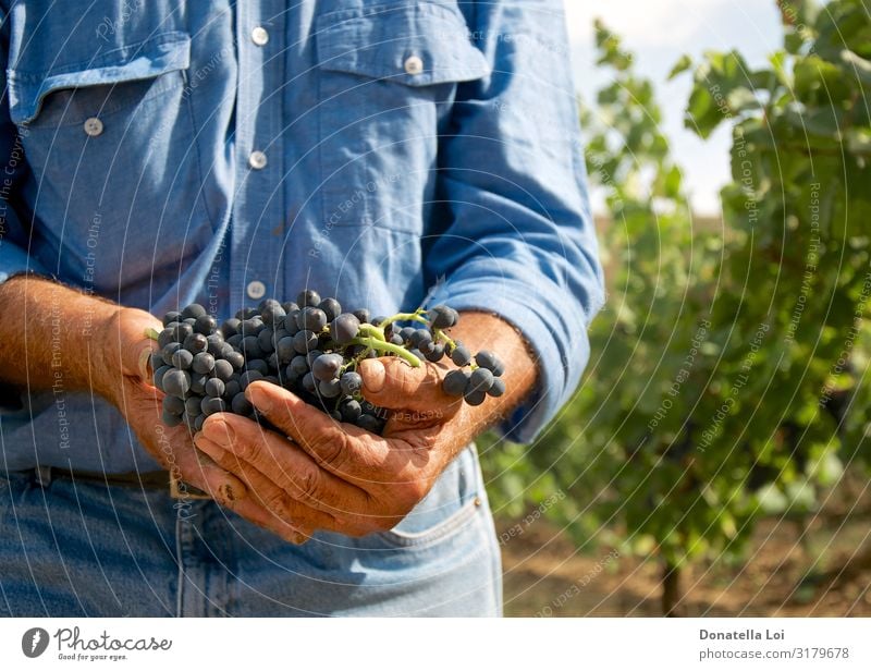 Mann mit Trauben in der Hand Lebensmittel Frucht Italienische Küche Wein Lifestyle Sommer Mensch Erwachsene Männlicher Senior 1 60 und älter Natur Nutzpflanze