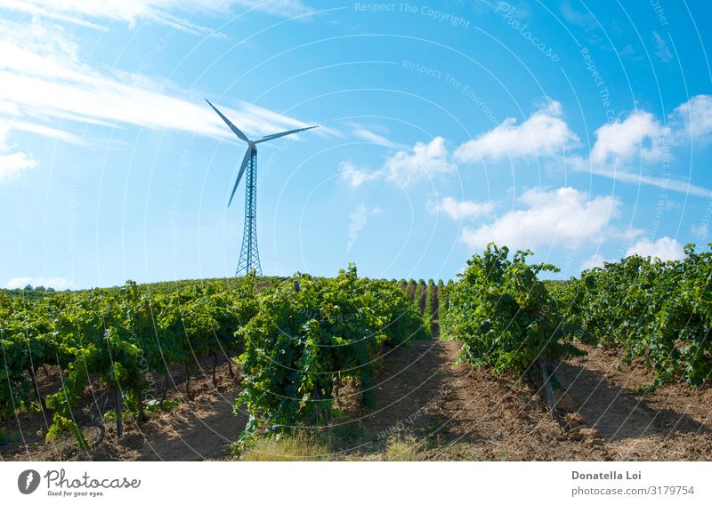 Windkraftanlage in den Weinbergen Sommer Sonne Landwirtschaft Forstwirtschaft Industrie Energiewirtschaft Technik & Technologie Fortschritt Zukunft