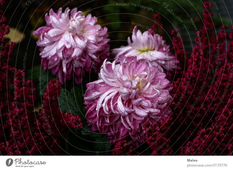 Violette purpurrote Asterblumen Astern Herbst herbstlich schön Blüte Blühend Blume Botanik Farbe mehrfarbig Gänseblümchen Dekoration & Verzierung Pflanze Garten