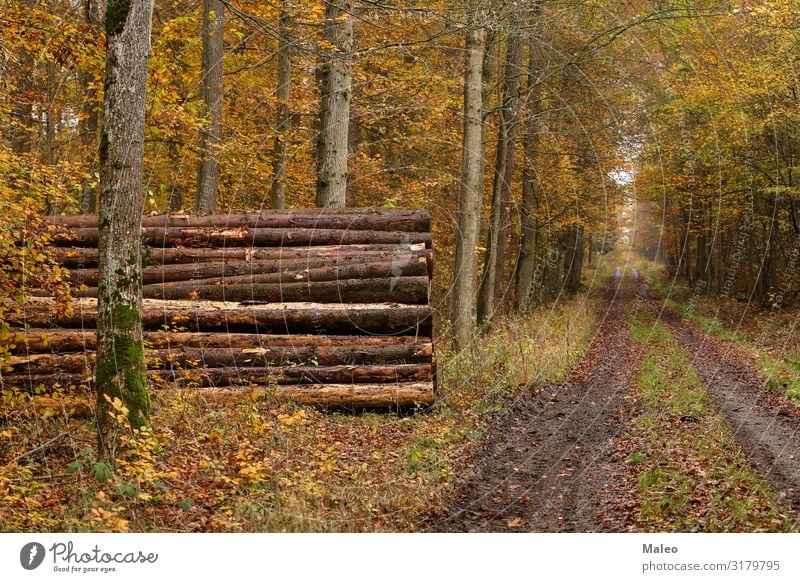 Waldweg im Herbst Baum Holz Industrie gesägt Abholzung gefallen Kiefer ökologisch braun Zerstörung Umwelt Brennholz Natur Baumstamm Baumrinde fällen Säge