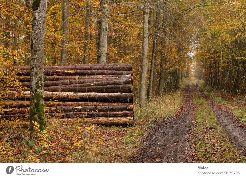 Waldweg im Herbst Baum Holz Industrie gesägt Abholzung gefallen Kiefer ökologisch braun Zerstörung Umwelt Brennholz Natur Baumstamm Baumrinde fällen Säge